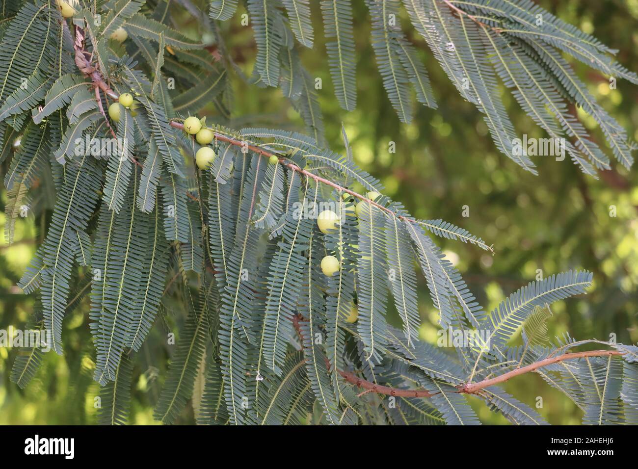 Blick auf frischen grünen indischen Stachelbeeren auf einem Zweig von stachelbeeren Busch im Garten. Nahaufnahme der organischen Stachelbeere berry hängt an einem Ast Stockfoto