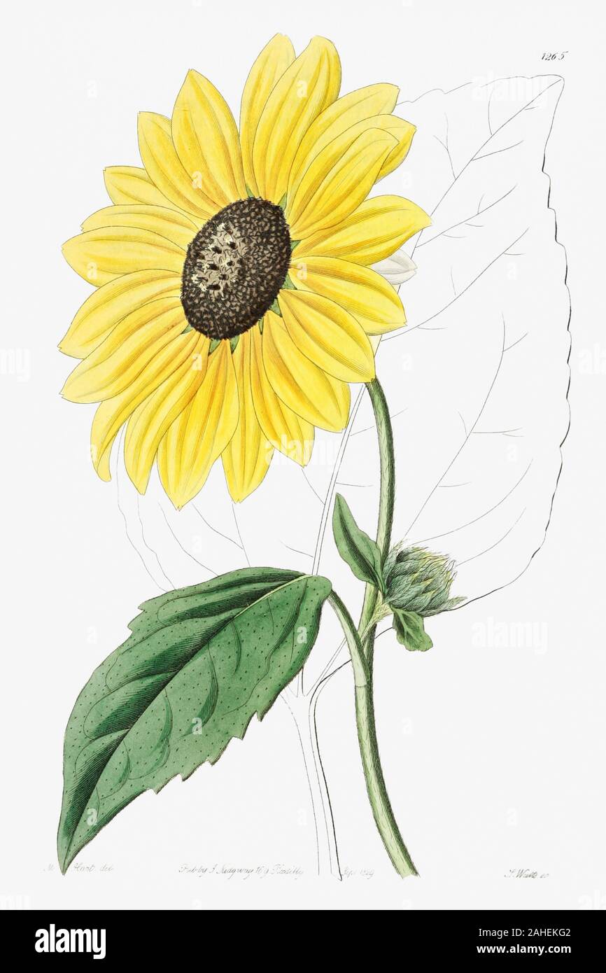 Kalifornische Sonnenblume von Edwards's Botanical Register (1829-1847) durch Sydenham Edwards, John Lindley, und James Ridgway. Original vom Biodiversi Stockfoto