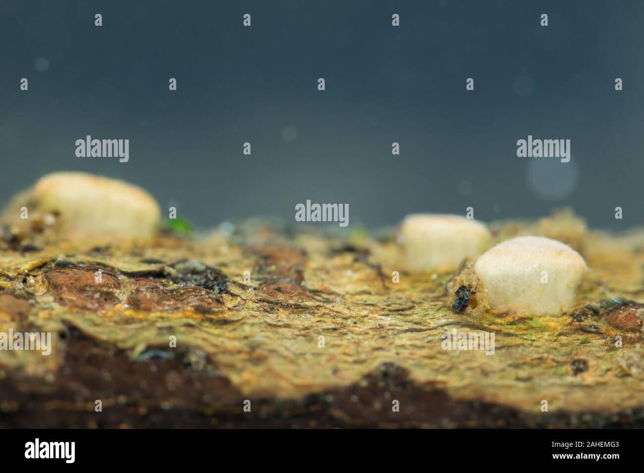 Schale Pilze, die in Wasser Lebensraum wächst (Pachyella babingtonii) Stockfoto