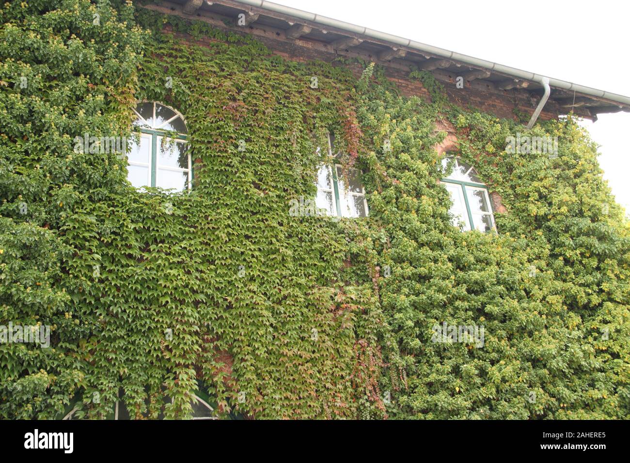 Ein altes Haus mit Efeu berwuchert Stockfotografie - Alamy