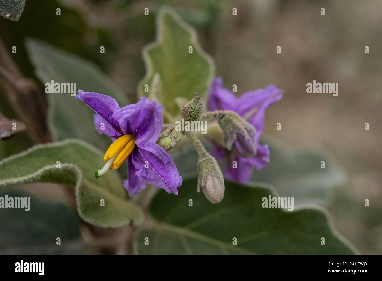 Blumen von Solanum incanum, Solanaceae, Ngorongoro Conservation Area, Tansania, Afrika Stockfoto