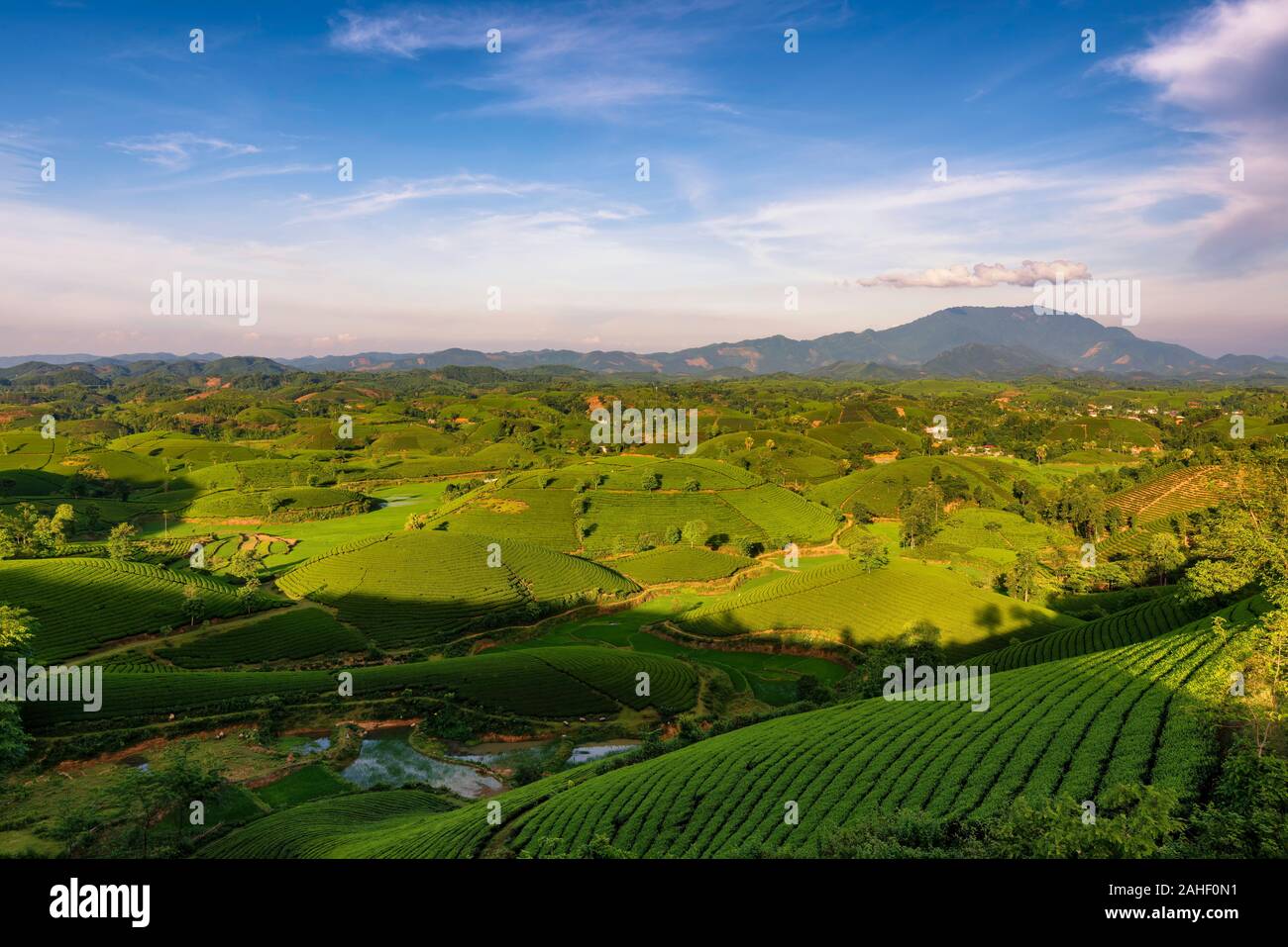 Überblick über lange Coc grüner Tee Hill, Phu Tho, Vietnam. Stockfoto