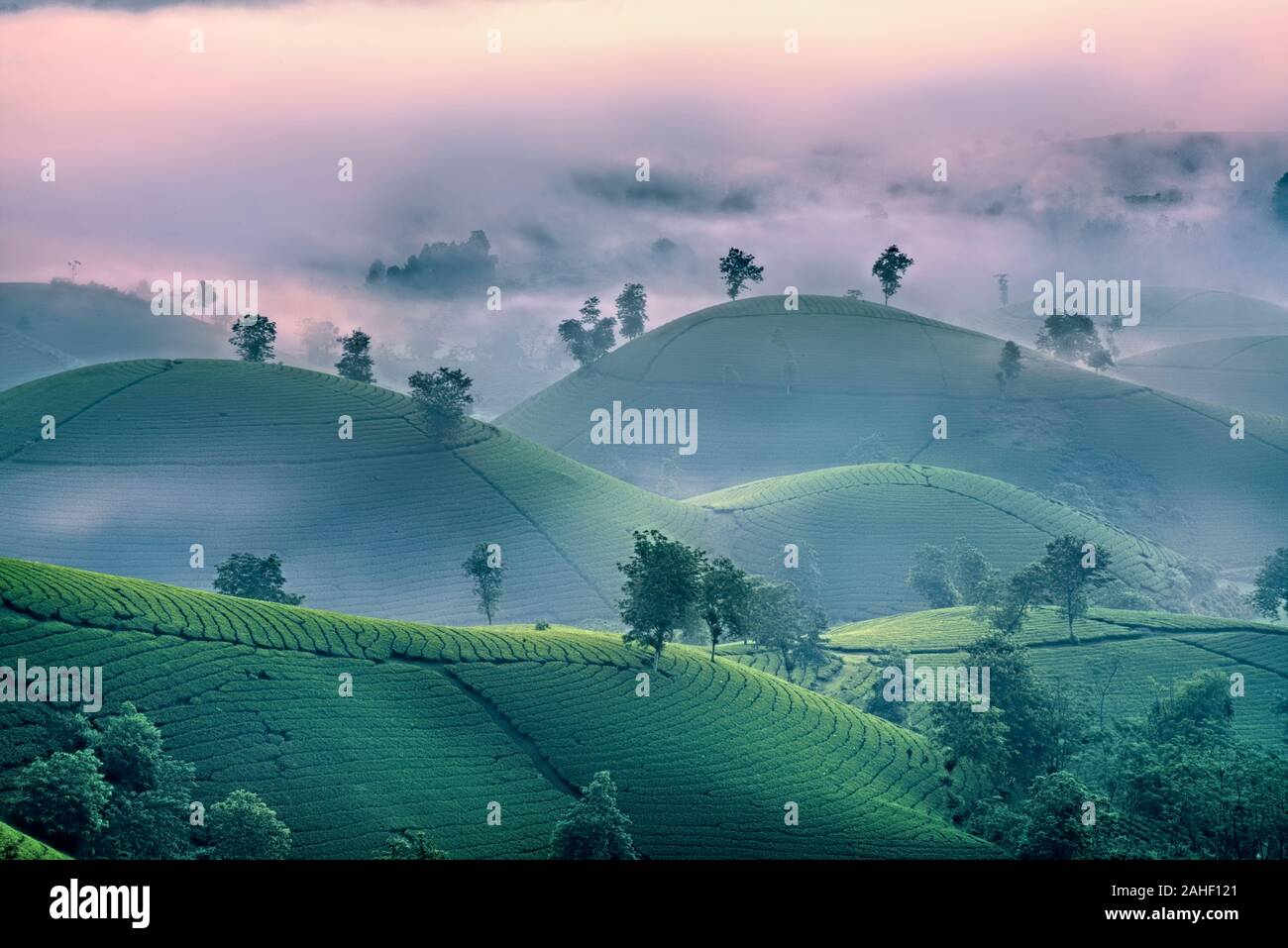 Überblick über lange Coc grüner Tee Hill, Phu Tho, Vietnam. Stockfoto