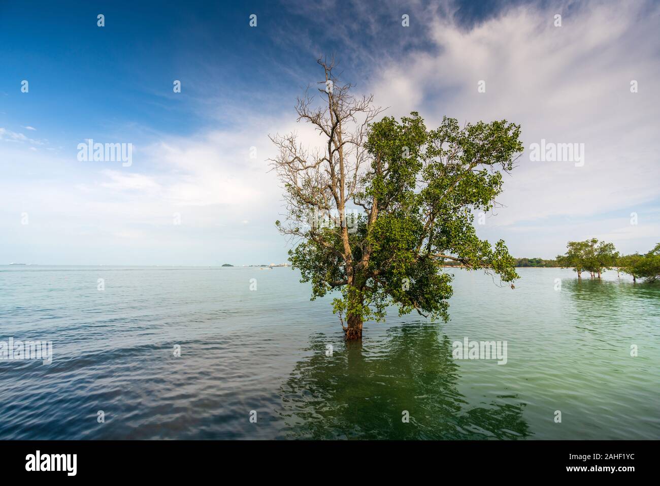 Die Mangrove Tree innerhalb einer glückseligen Sonnenschein auf Pulau Burung, Pantai Cahaya Negeri, Port Dickson Stockfoto