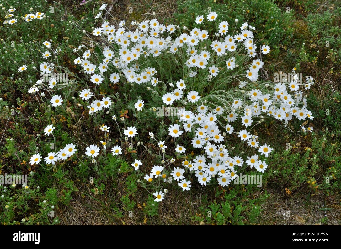 Römische Kamille Stockfoto