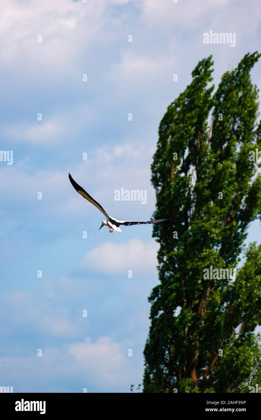 Storch fliegt auf Himmel Hintergrund. Stockfoto