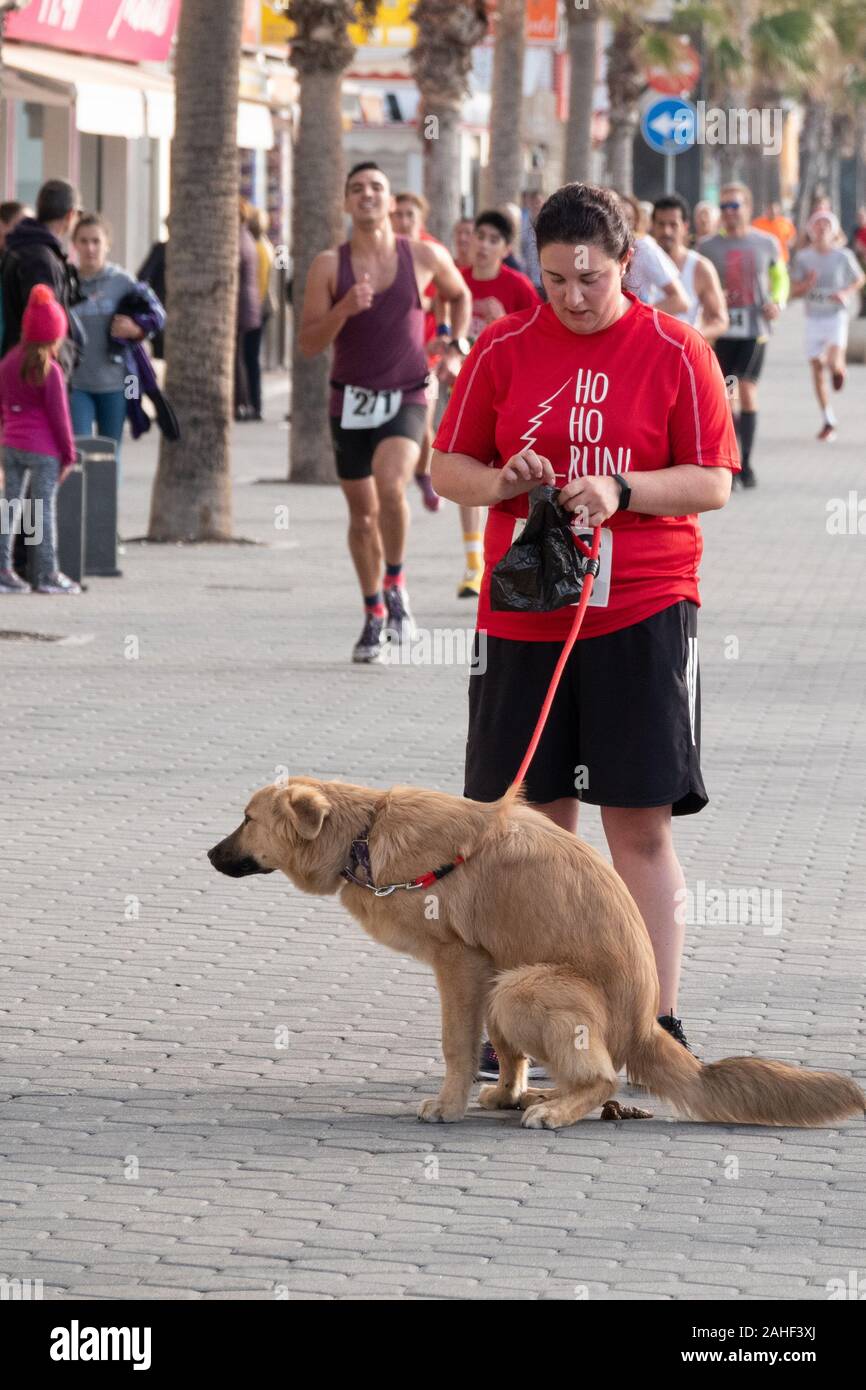 Benidorm, Alicante, Spanien. 29. Dezember 2019. Es ist nicht immer eine gute Idee, Ihren Hund an der Öffentlichkeit laufen zu nehmen. Das Benidorm jährliche San Silvestre Fun Run fand heute in der Nähe des Strandes, und dieser Hund war kurz in der ersten Runde erwischt. Credit: Mick Flynn/Alamy leben Nachrichten Stockfoto