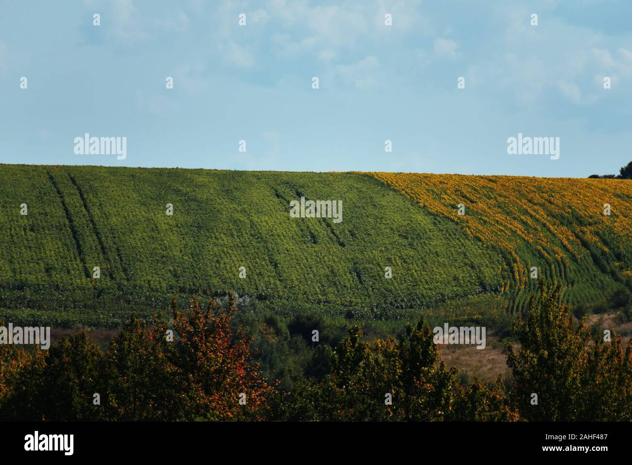 Landschaft an sonnigen Sommertagen. Blauer Himmel grünes Feld blühende Sonnenblume Stockfoto