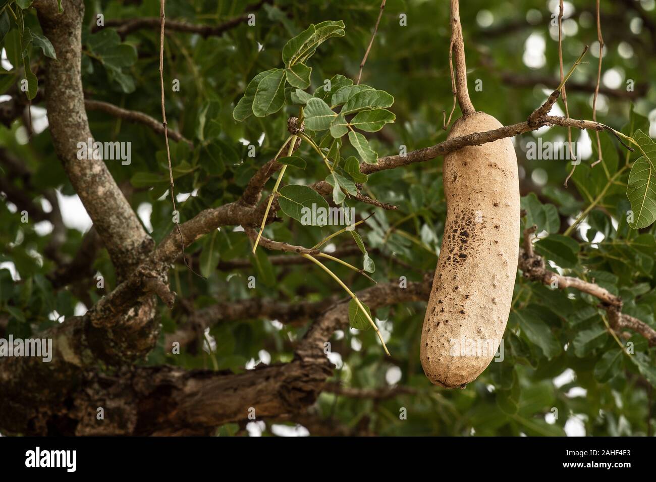 Früchte der Wurst Baum, Kigelia Africana, Bignoniaceae, Masai Mara National Reserve, Kenia, Afrika Stockfoto