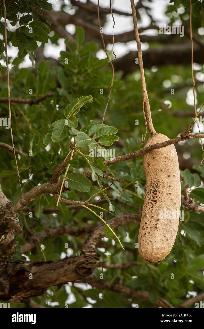 Früchte der Wurst Baum, Kigelia Africana, Bignoniaceae, Masai Mara National Reserve, Kenia, Afrika Stockfoto
