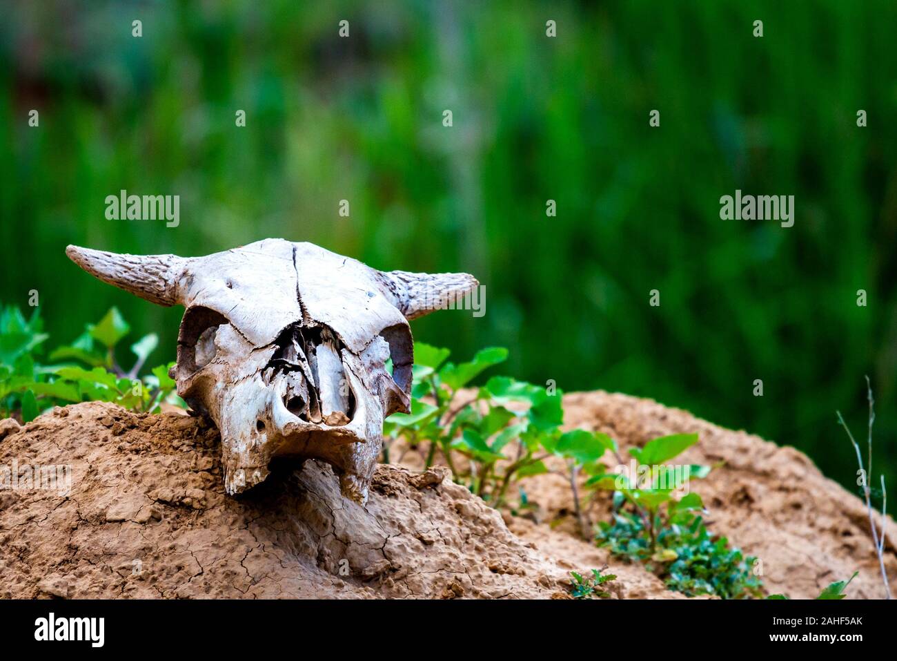 Schließen uo alte Kuh Schädel liegt auf dem Boden Stockfoto
