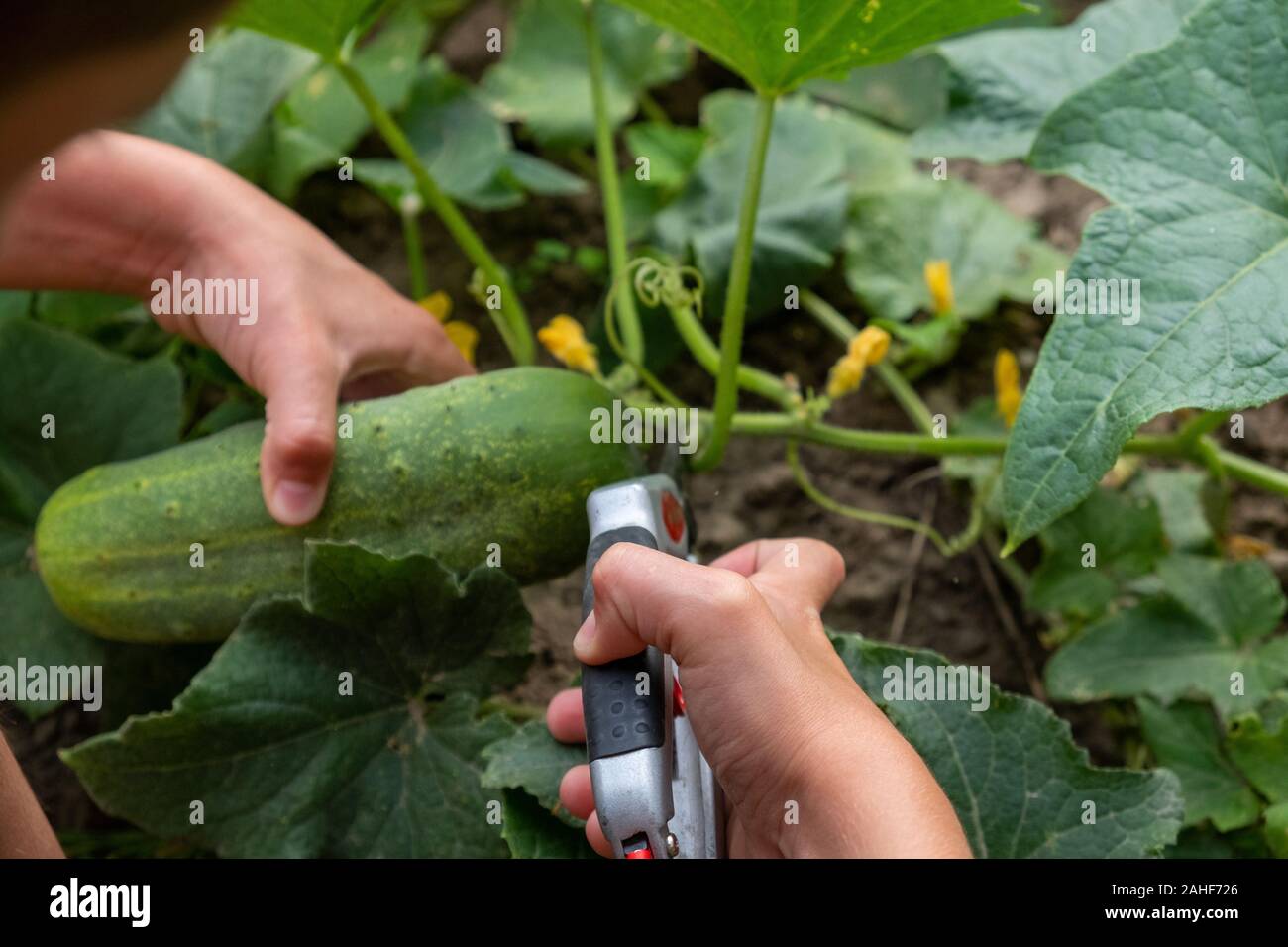 Ein Kind ernten home-grown grüne Gurken im Garten mit Gartenschere Stockfoto