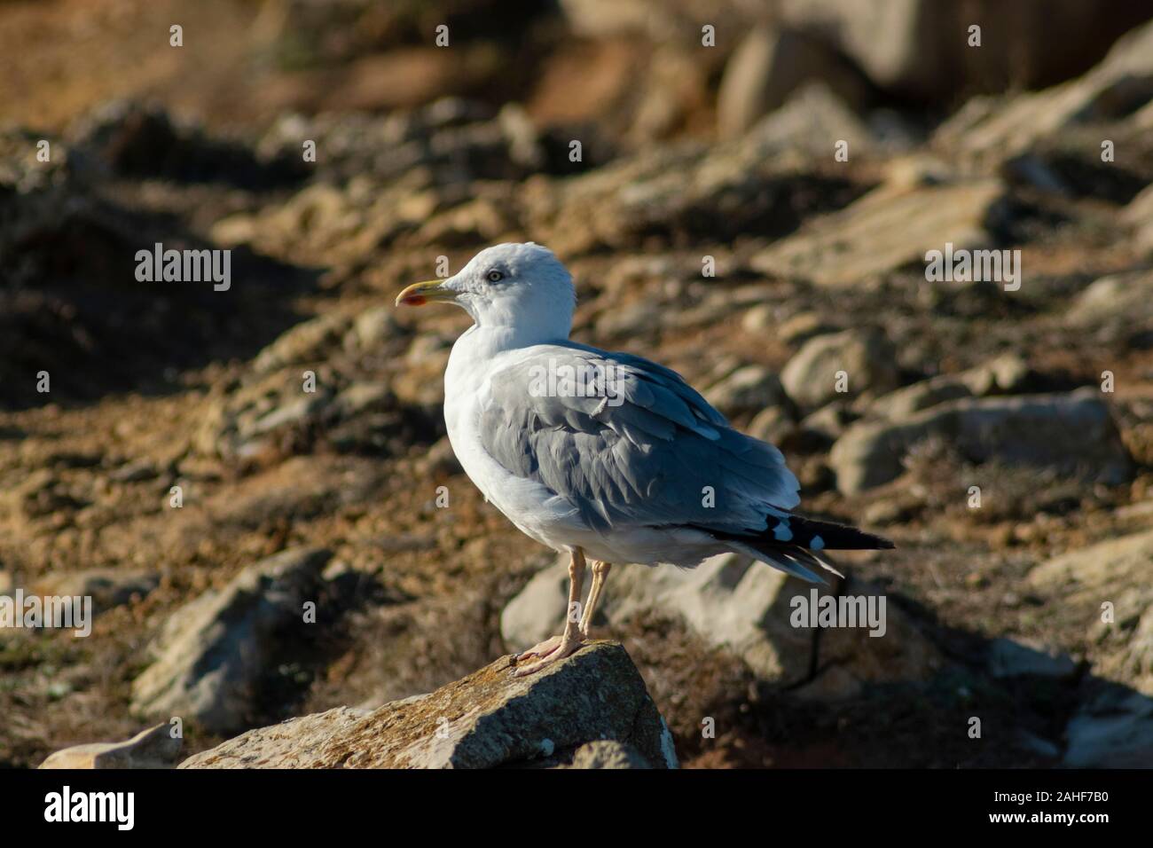 Yellow-Legged Möwe (Larus michahellis) an Papoa Punkt Peniche Portugal Estremadura Stockfoto