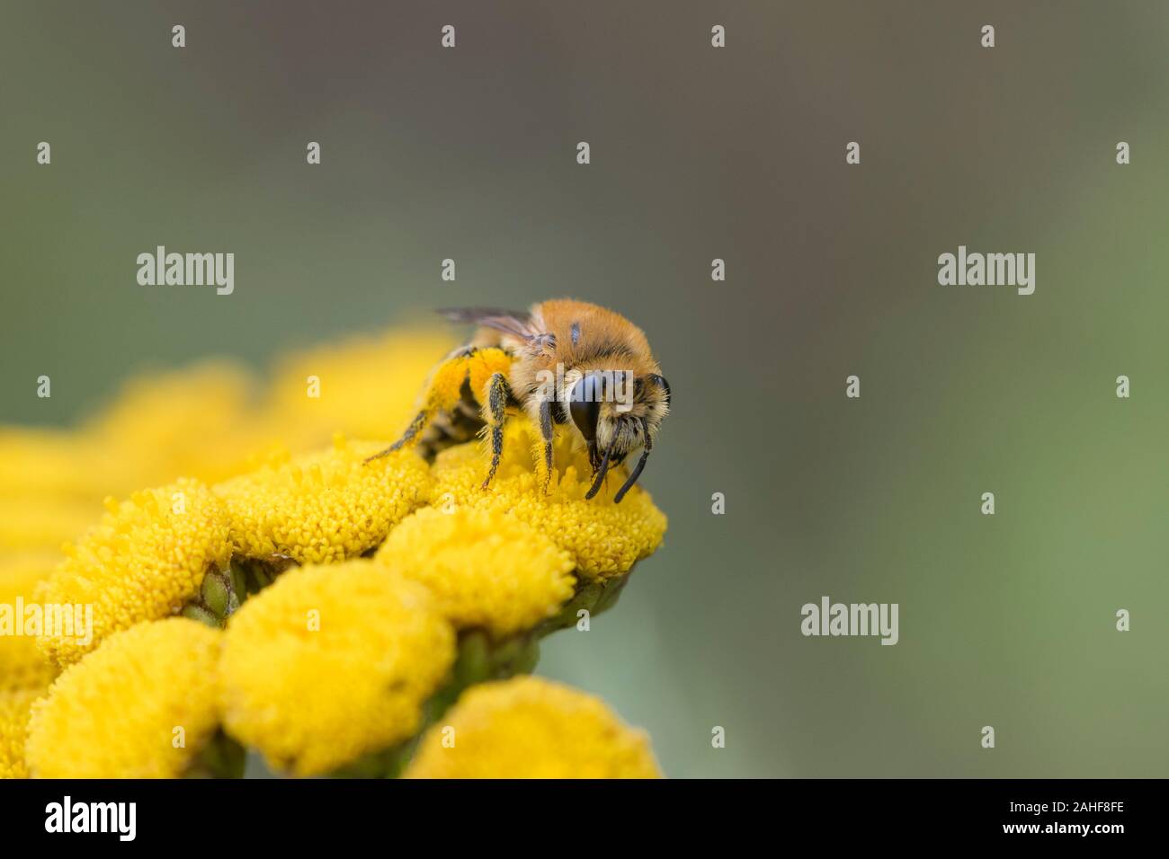 Gemeine, seidenbiene Colletes daviesanus, Gipser bee Stockfoto