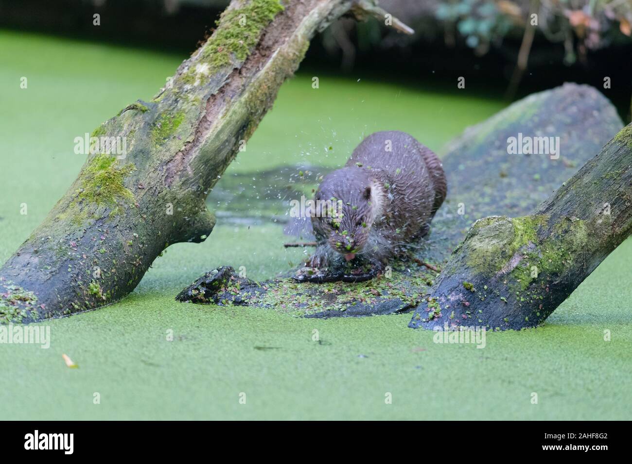 Europäischer Fischotter, Lutra Lutra, Fischotter Stockfoto