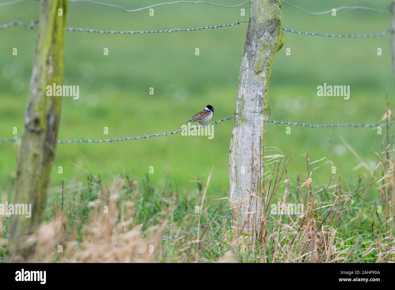 Maennchen Rohrammer Emberiza Schoeniclus, männliche Reed Bunting Stockfoto