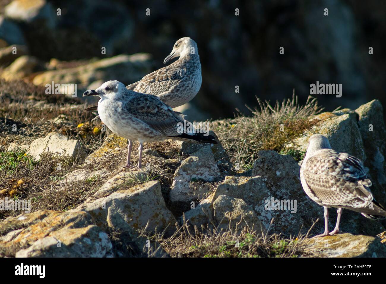Juvenile Yellow-Legged Möwe (Larus michahellis) an Papoa Punkt Peniche Portugal Estremadura Stockfoto