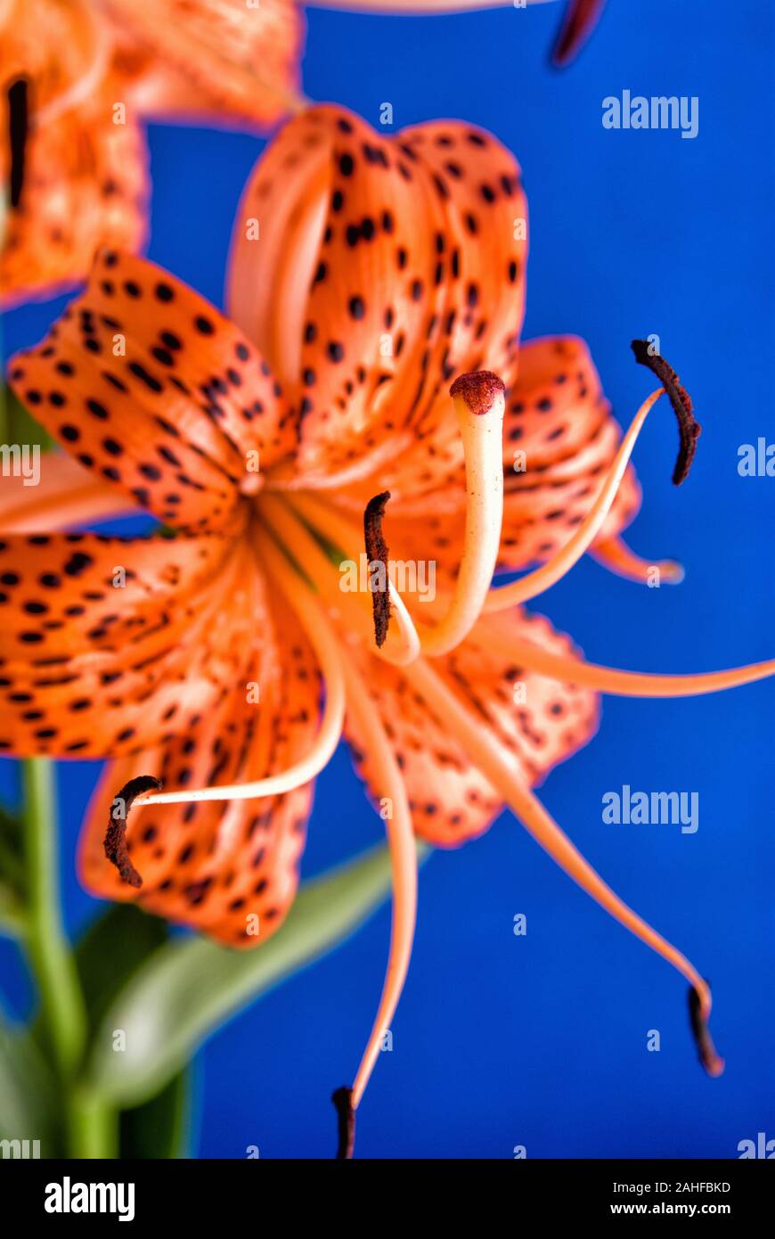 Türken Cap Lilie Blume auf einem blauen strukturierten Hintergrund. AKA Lilium 'Lilac, turban Lilie, Lilie Sumpf, Lily Royal oder American Tiger Lily. Stockfoto