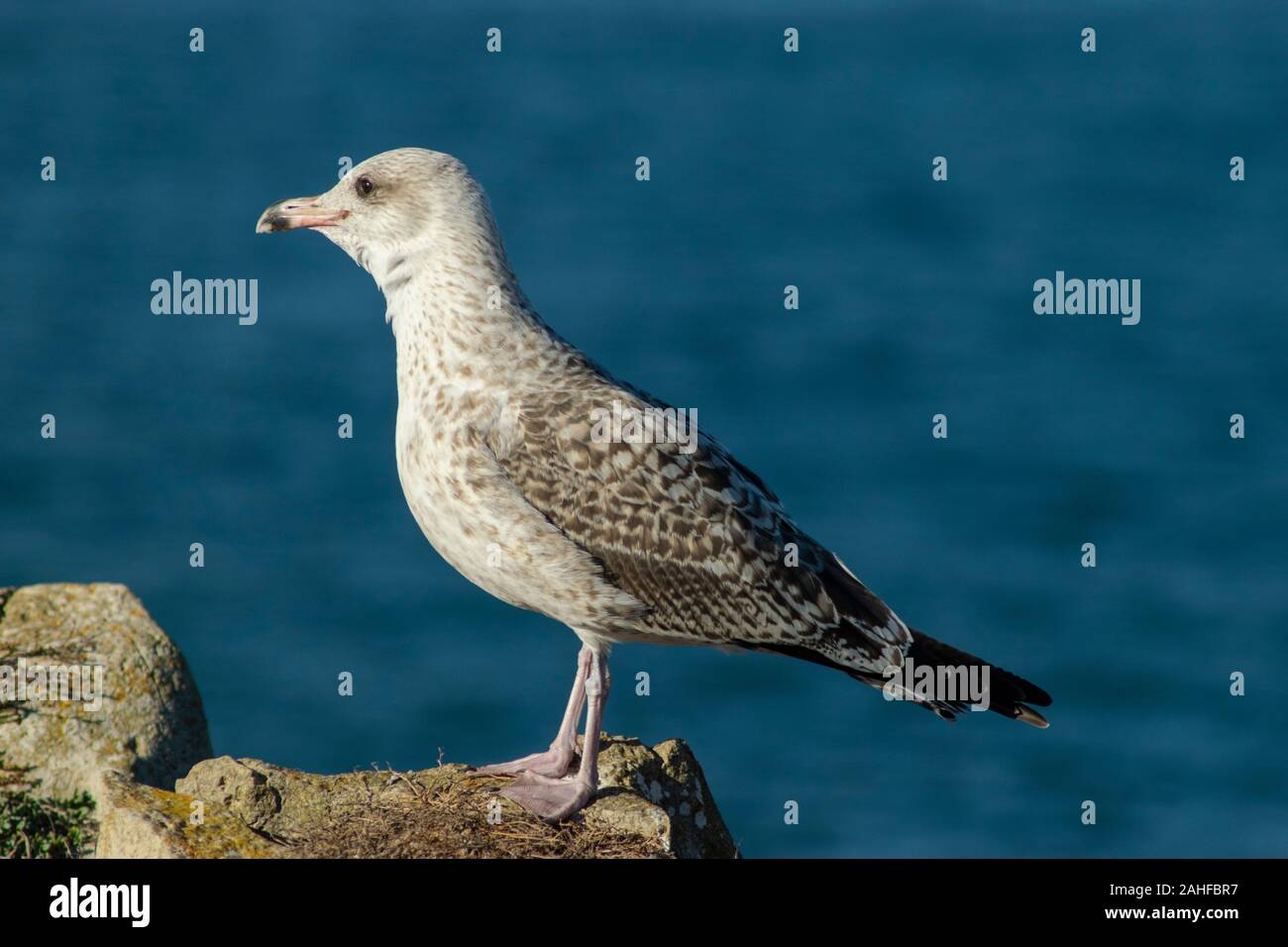 Juvenile Yellow-Legged Möwe (Larus michahellis) an Papoa Punkt Peniche Portugal Estremadura Stockfoto