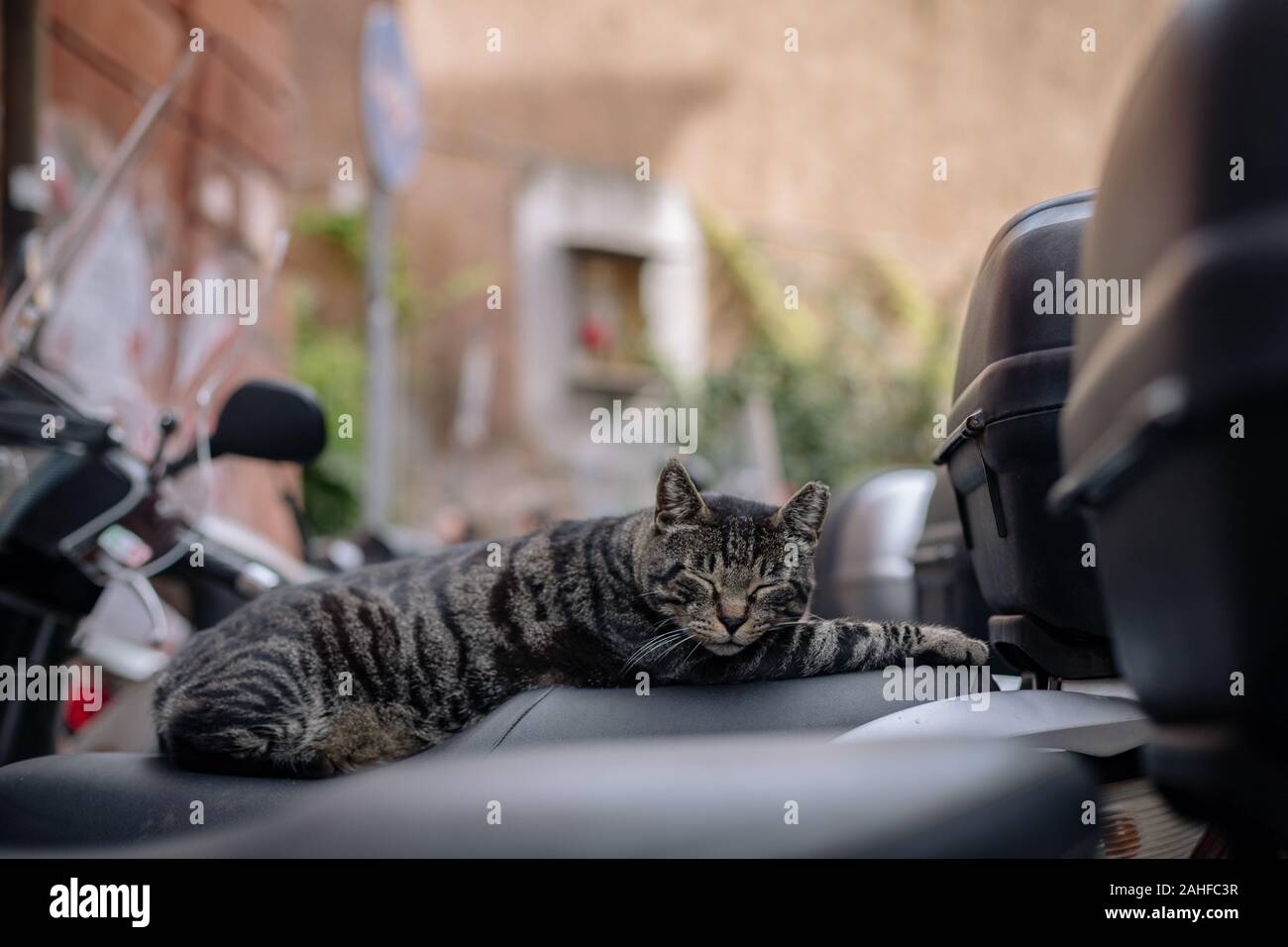 Ein Roller und eine Katze: Zwei der wichtigsten Bilder von Rom Stockfoto