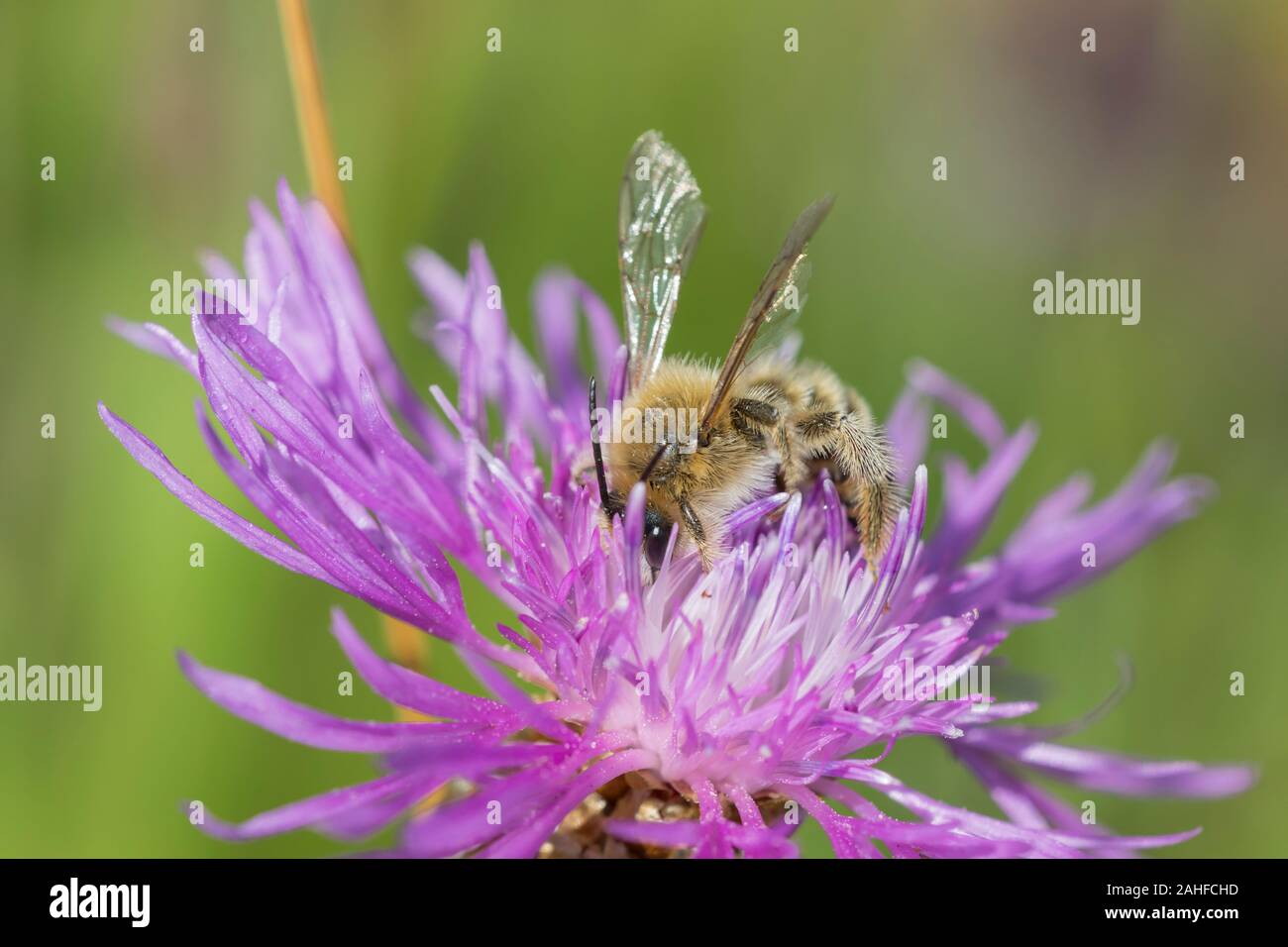 Hosenbiene Maennchen, Dasypoda hirtipes, männliche Pantalon bee Stockfoto