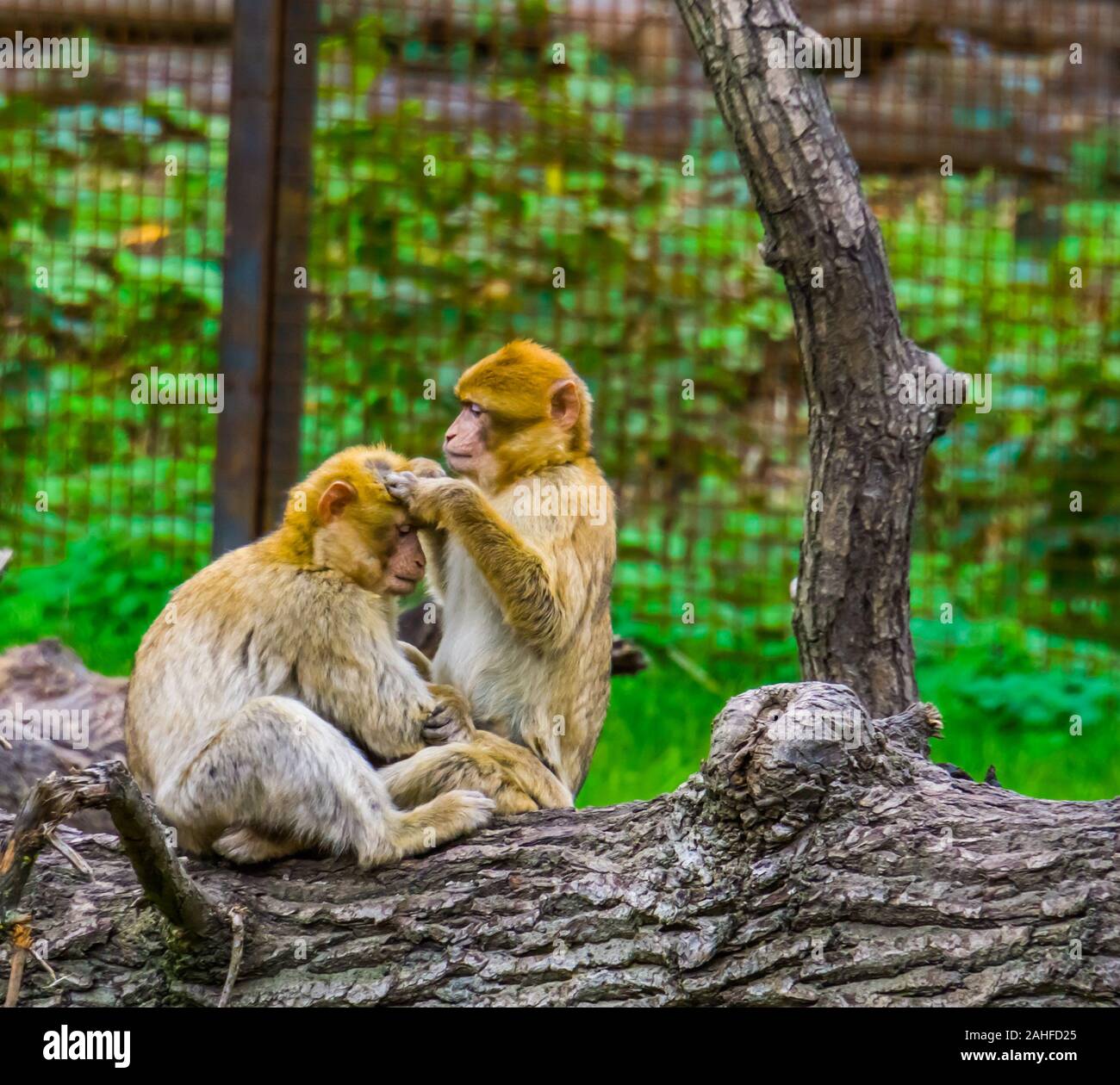 Nahaufnahme eines Barbary macaque Paar Pflege jedes anderen, typischen sozialen Affe verhalten, gefährdete Tierart aus Afrika Stockfoto