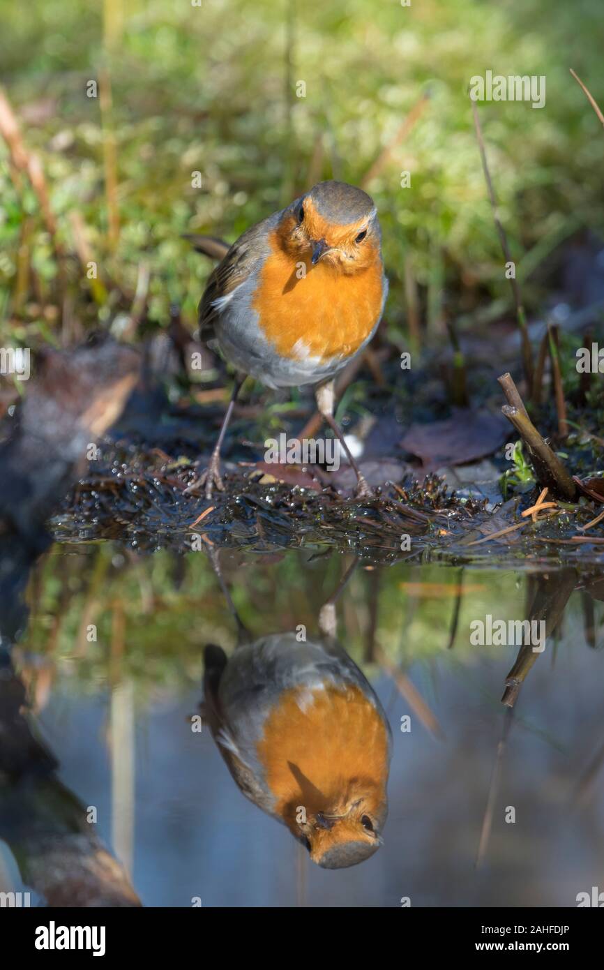 Rotkehlchen, Erithacus rubecula, Robin Stockfoto