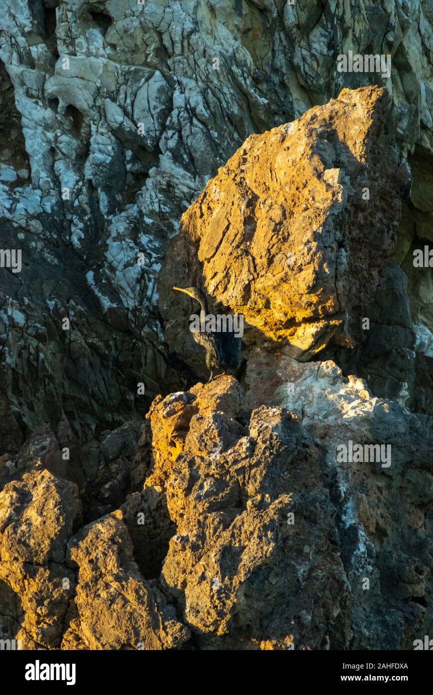 Gemeinsame Shag (Phalacrocorax aristotelis) auf einem Felsen Pinnacle bei Papoa Punkt Peniche Portugal Estremadura Stockfoto
