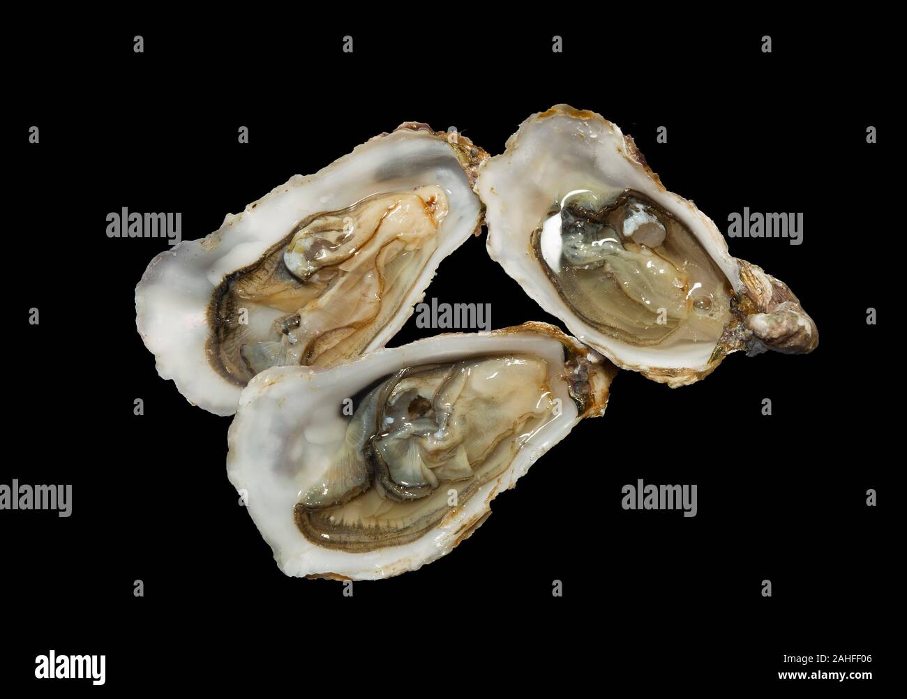 Pazifische Auster, Japanische Auster, oder Miyagi Oyster Stockfoto