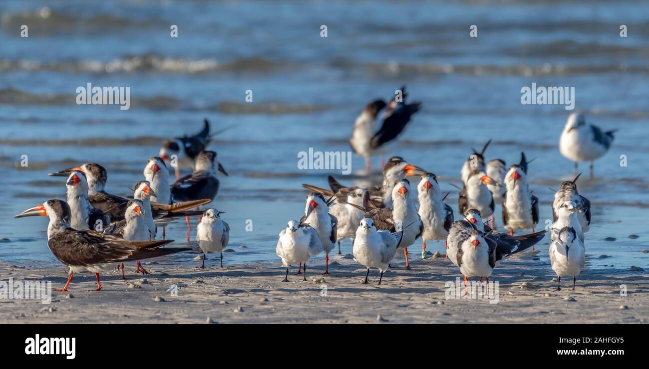 Schaumlöffel, Seeschwalben und Möwen am Strand versammelt - Florida Stockfoto