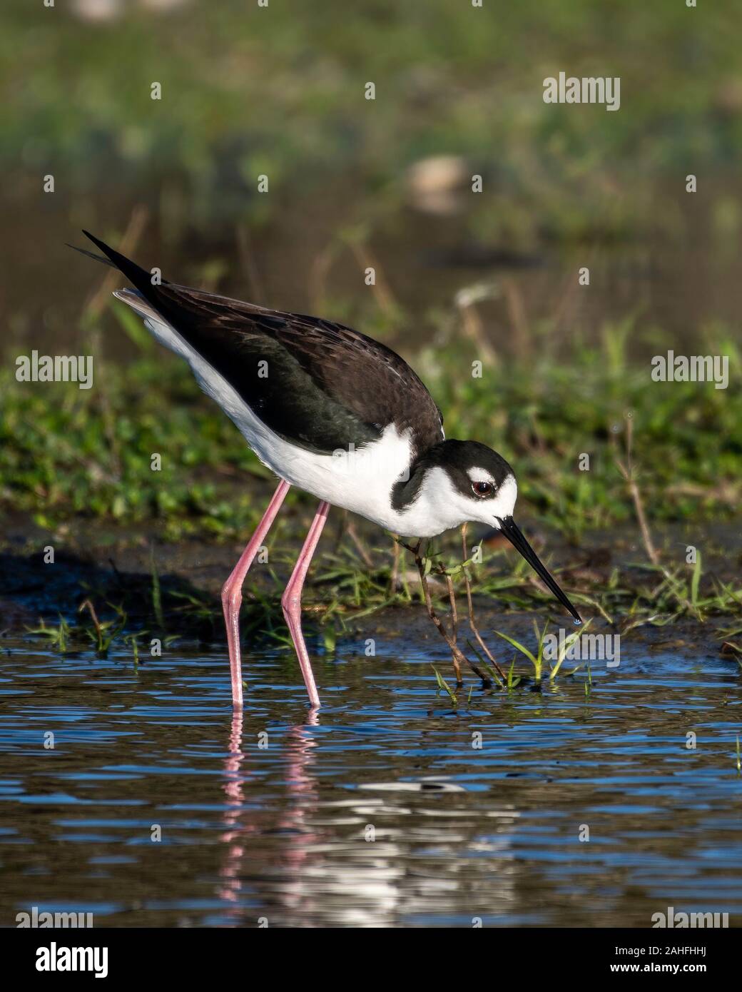 Schwarz necked Stelzenläufer zu Fuß durch die Sümpfe auf der Suche nach Nahrung Stockfoto