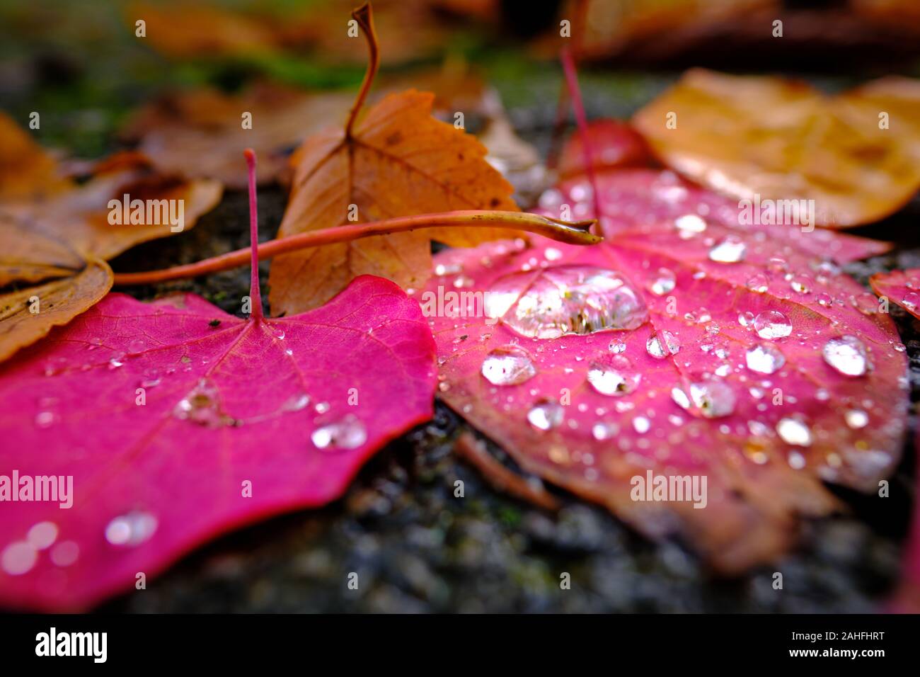 Frisch und funkelnden Wassertropfen auf lila Rote Blätter im Herbst Stockfoto