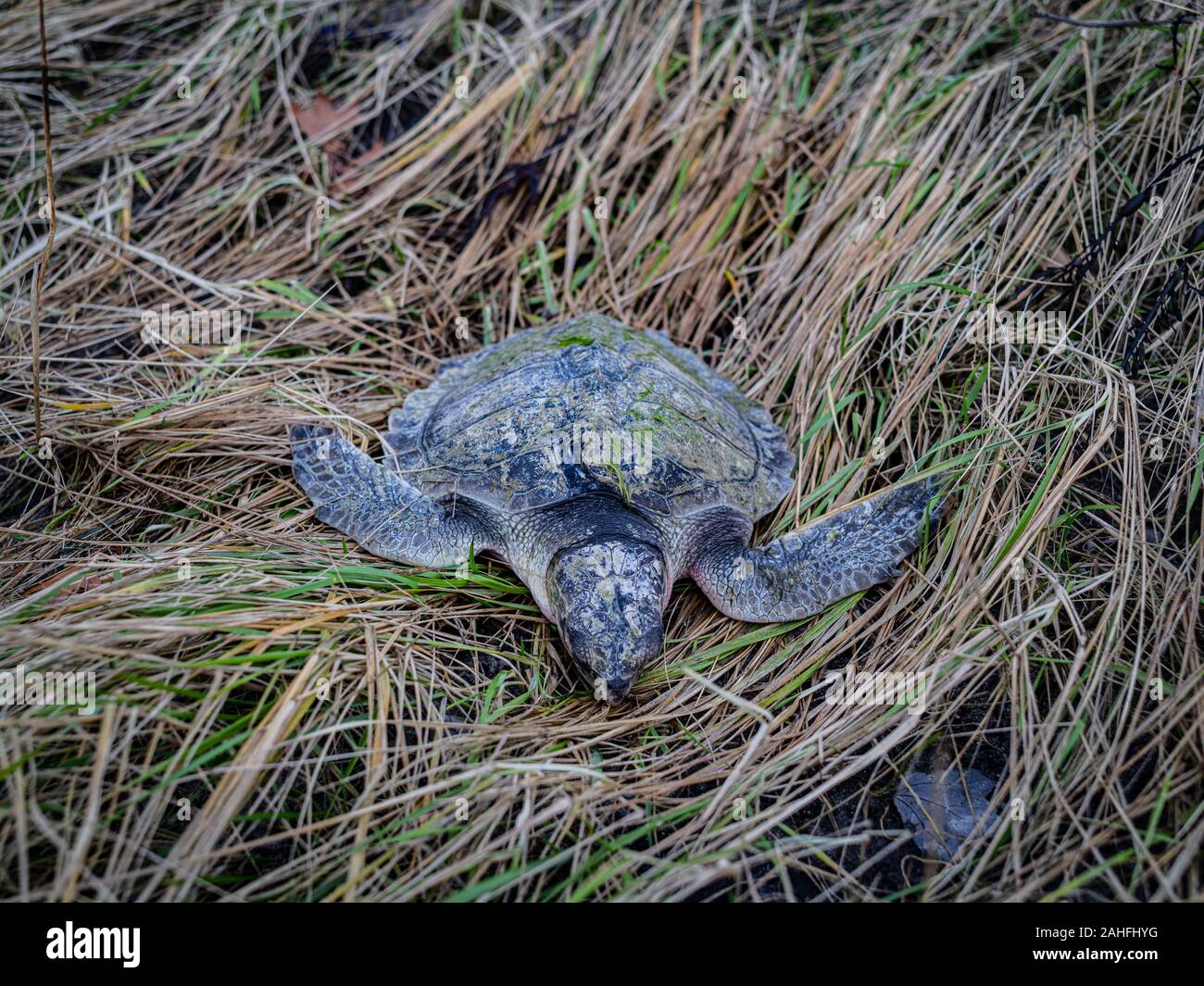 Ein Toter Kemps Ridley Sea Turtle auf dem Gras Stockfoto
