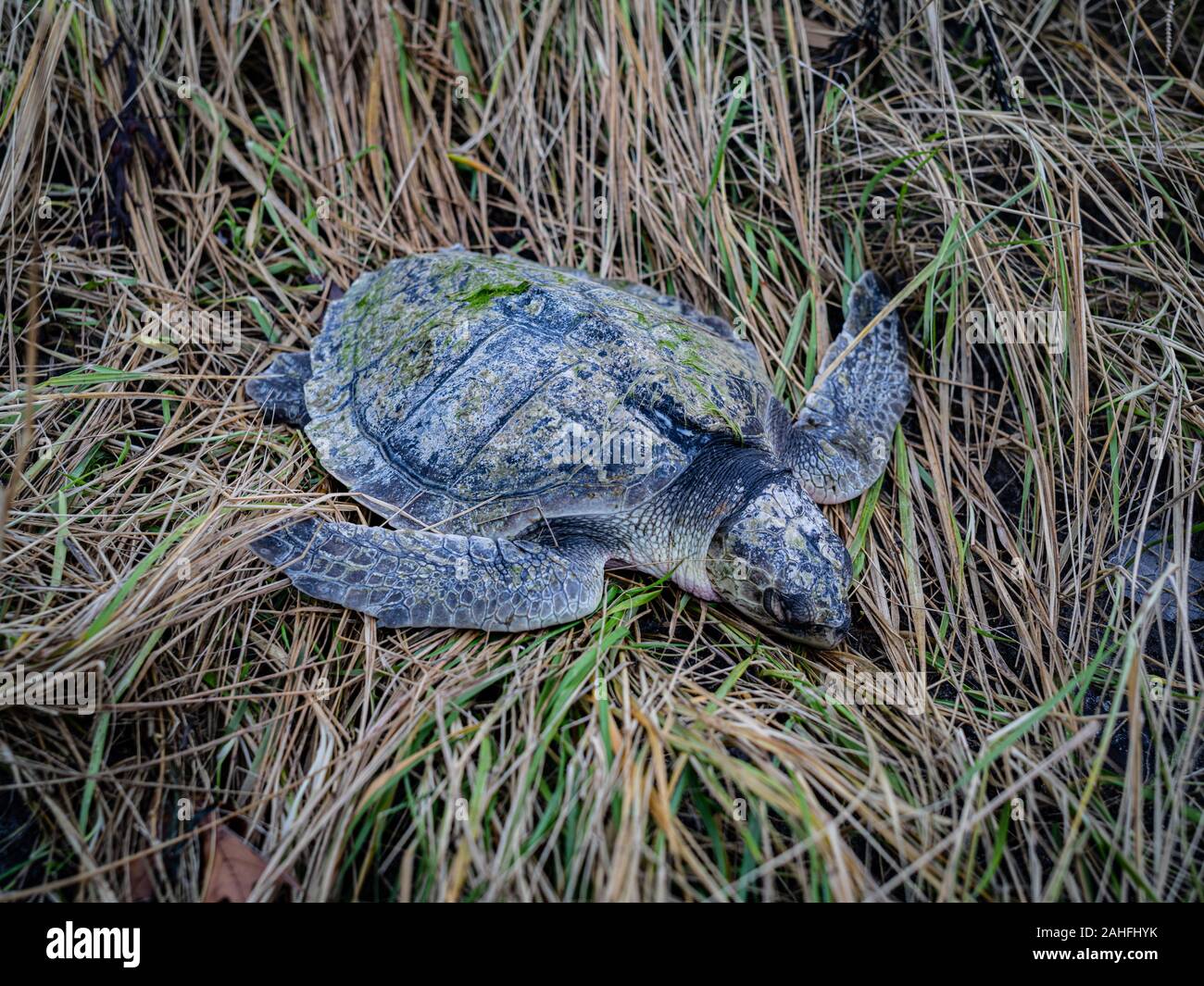 Ein Toter Kemps Ridley Sea Turtle auf Gras Stockfoto