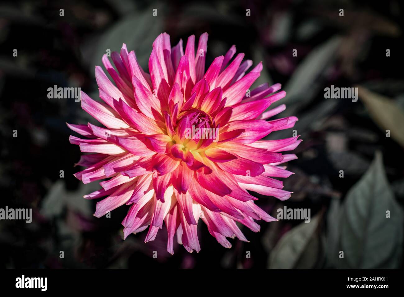 Detaillierte Nahaufnahme von einem schönen Rosa und Gelb semi Cactus' Buga München 2005" Dahlie Blume blühen in den hellen Sonnenschein Stockfoto