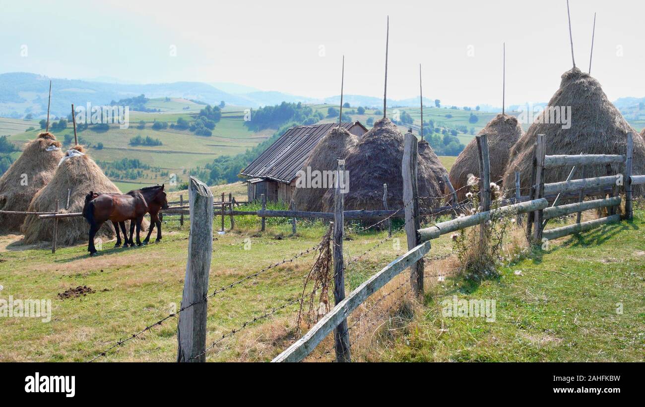 Traditionelle hay Stacks in ländlichen Rumänien Stockfoto