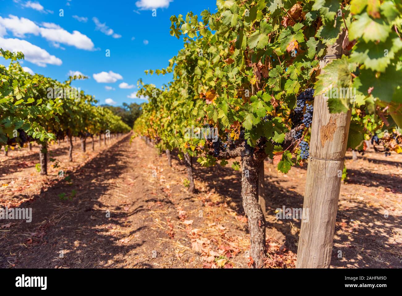 Rote Trauben im Weinberg in Napa Valley Kalifornien USA Stockfoto