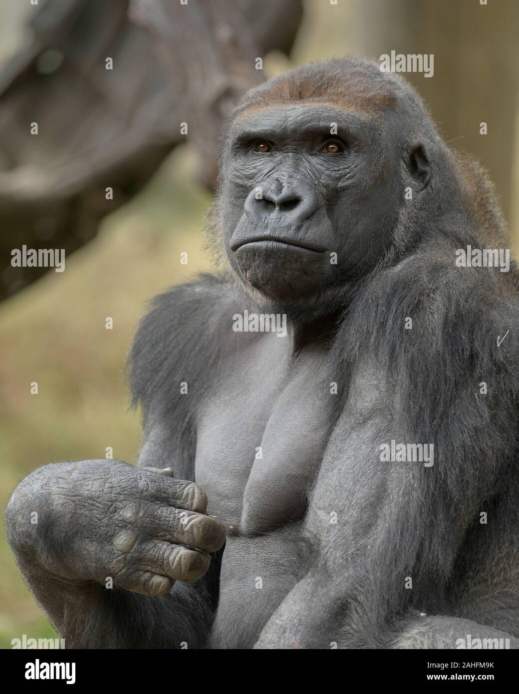 Closeup Portrait eines westlichen Tiefland männlichen Silverback Gorilla Stockfoto