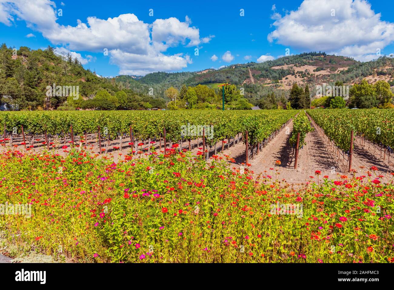 Wilde Blumen entlang der Weinberge in Napa Valley Kalifornien USA Stockfoto