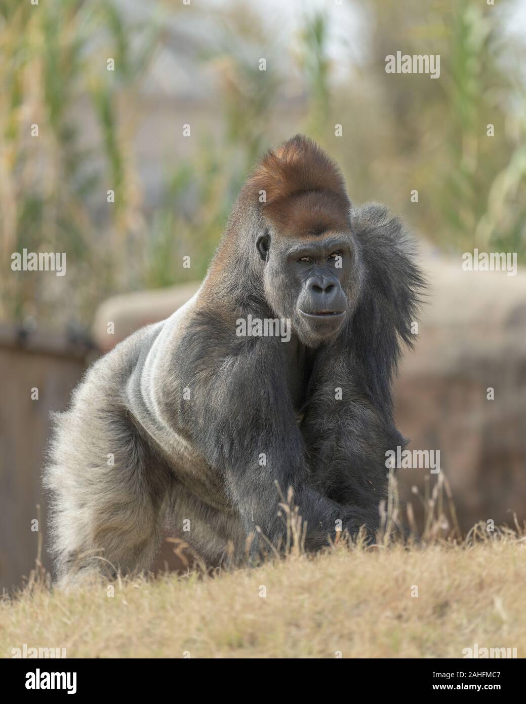 Closeup full body Porträt eines westlichen Tiefland männlichen Silverback Gorilla hinter einem grasbewachsenen Hügel stehend Stockfoto