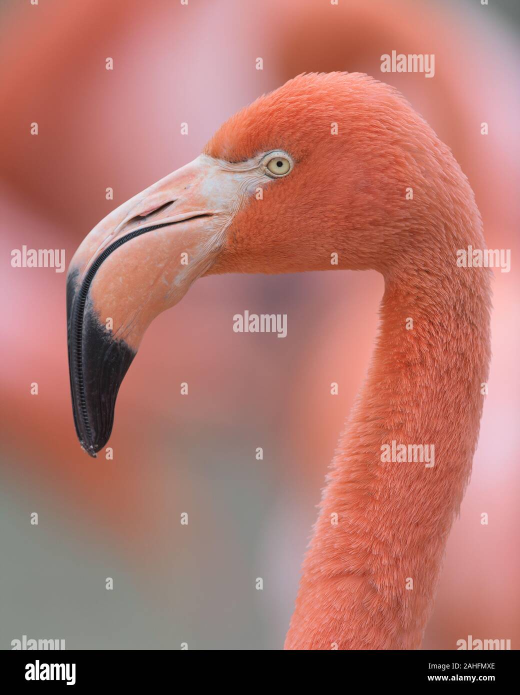 Closeup Profil Portrait von einem rosa Flamingo gegen eine glatte rosa Hintergrund Stockfoto