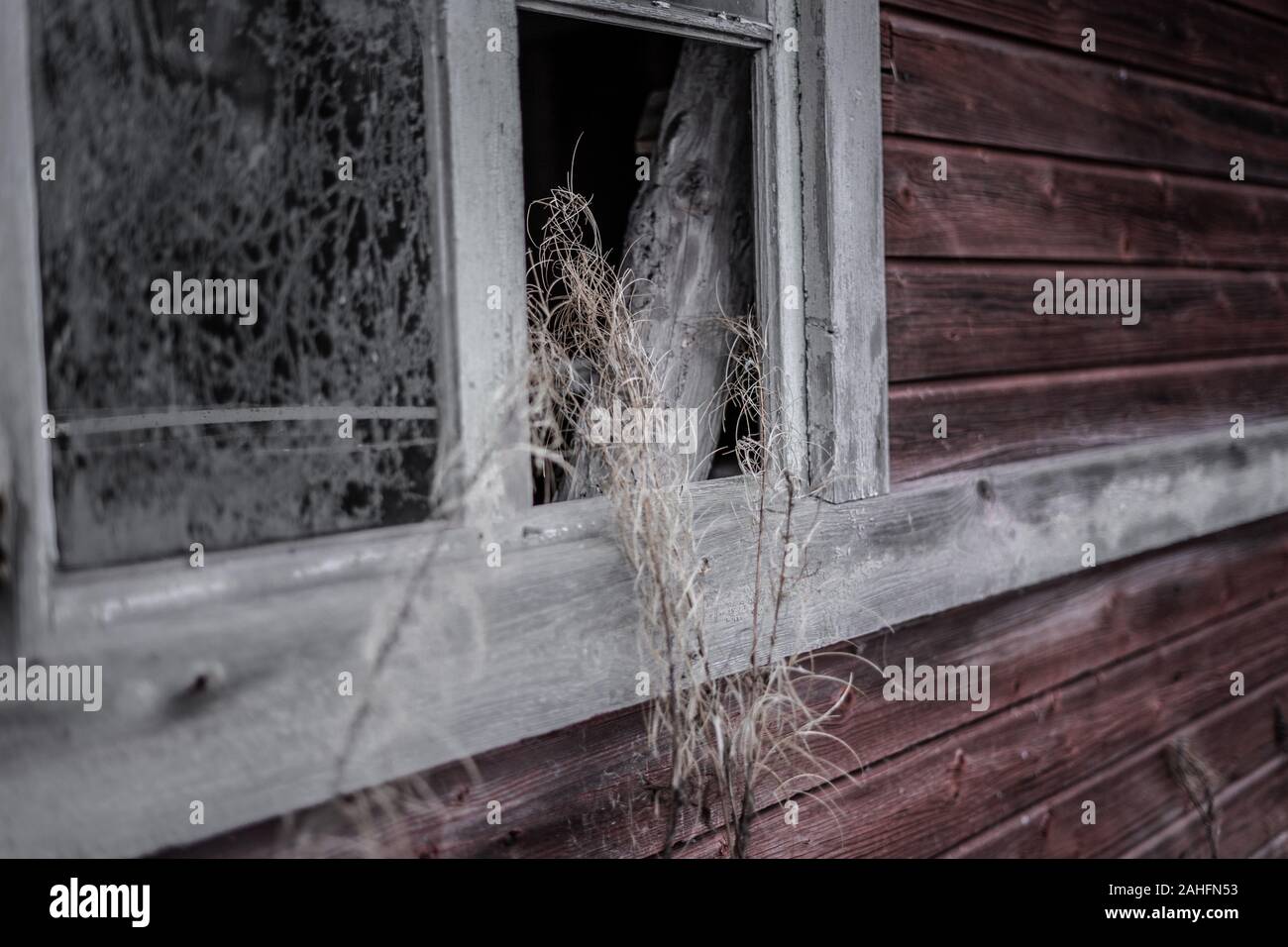 Altes trockenes Gras, das in verlassenes Haus Stockfoto