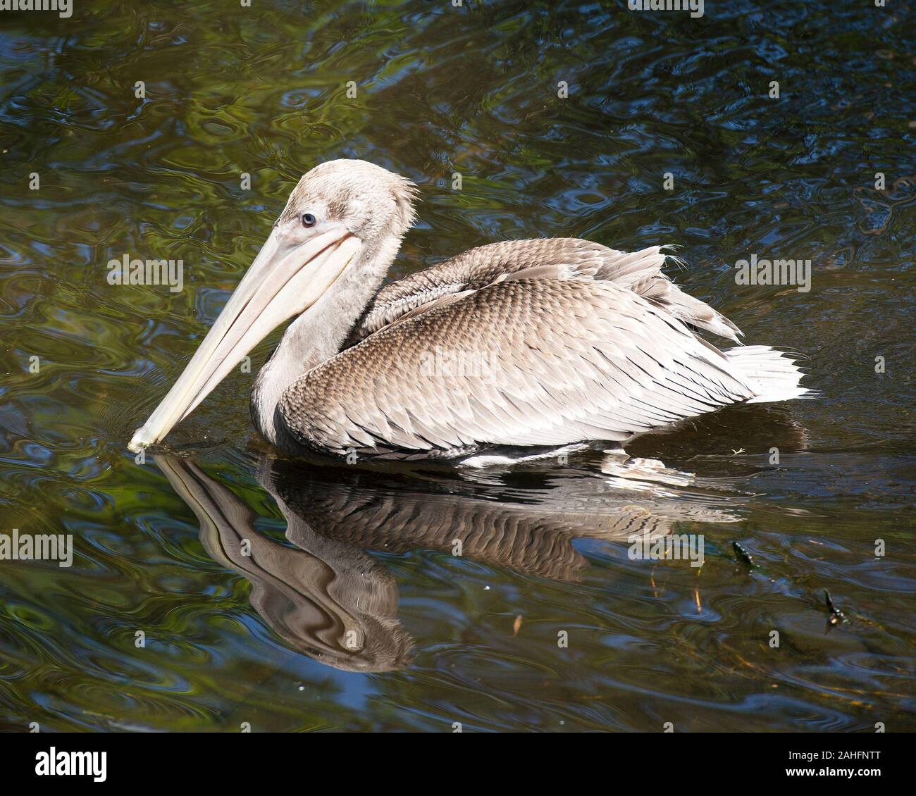 Brown pelican juvenile Vogel im Wasser mit Wasser Hintergrund mit Reflexion des Vogels, ihr Gefieder, Flügel anzeigen, Kopf, langer Schnabel, Auge, in der it Stockfoto