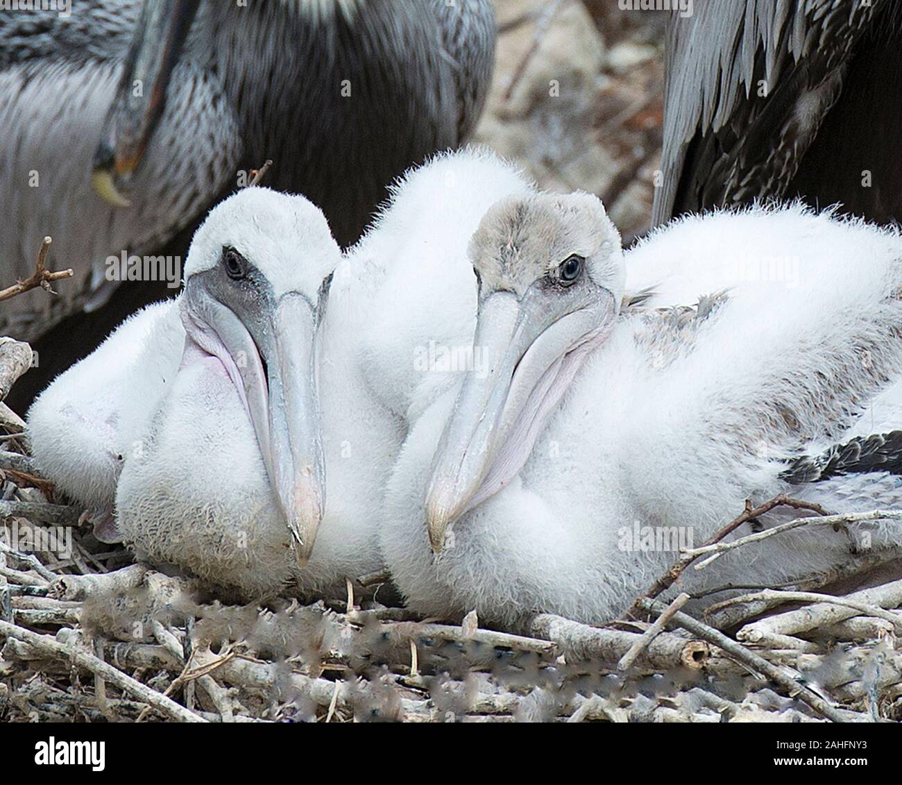 Braun baby Pelican close-up Profil ansehen ruhenden angezeigte weißlich Federn, Körper, Kopf, Schnabel, Auge, Gefieder in seine Umwelt und Umgebung. Stockfoto