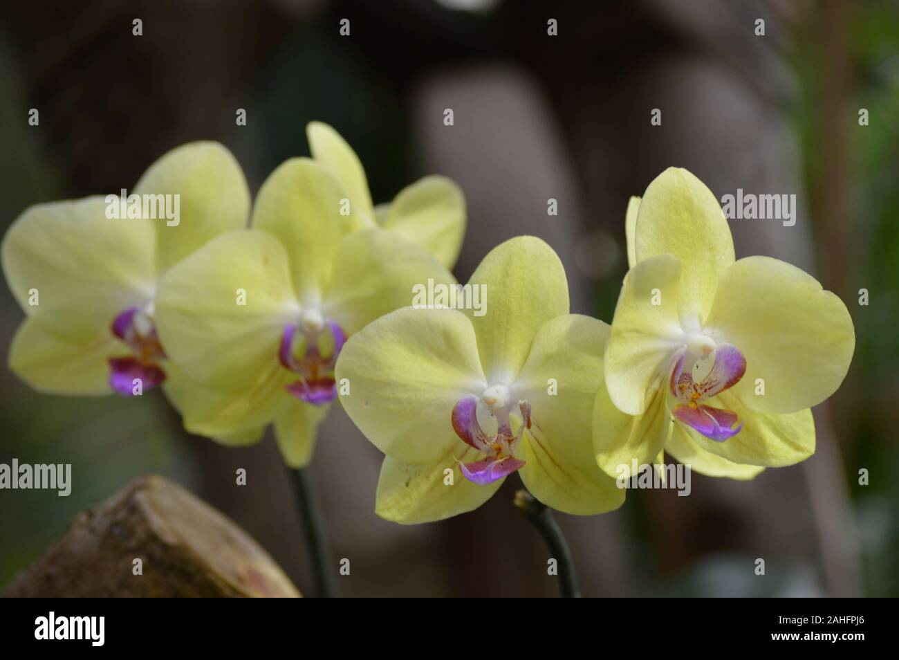 Orchidee im Garten Stockfoto