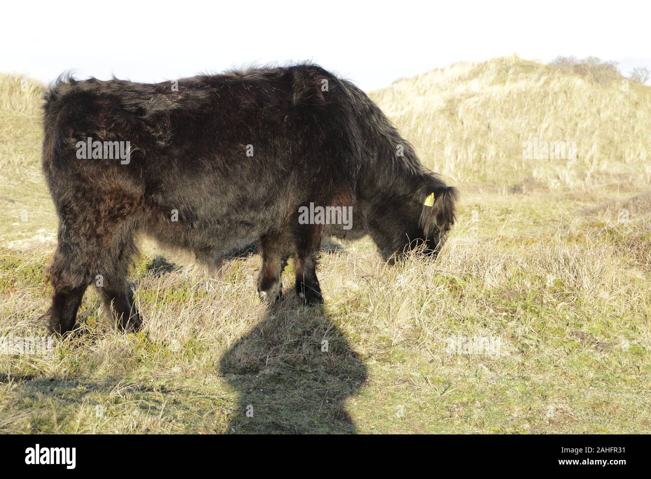 Galloway Kuh grasen in den Dünen in den Niederlanden Stockfoto