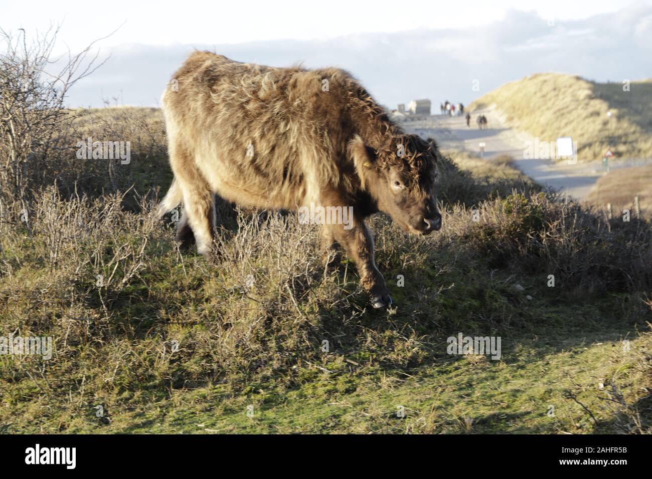 Galloway Kuh grasen in den Dünen in den Niederlanden Stockfoto