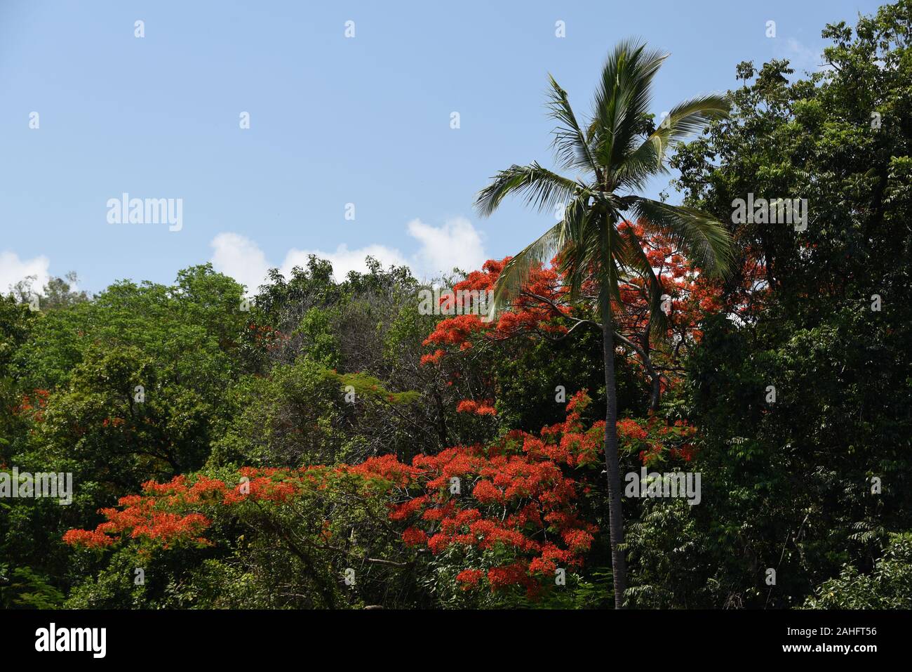 Ein vollständig gerahmtes Bild einer wunderbaren Vielfalt tropischer Bäume mit den wunderschönen Blüten einer Royal Poinciana in der Nähe von Cairns, Australien. Stockfoto