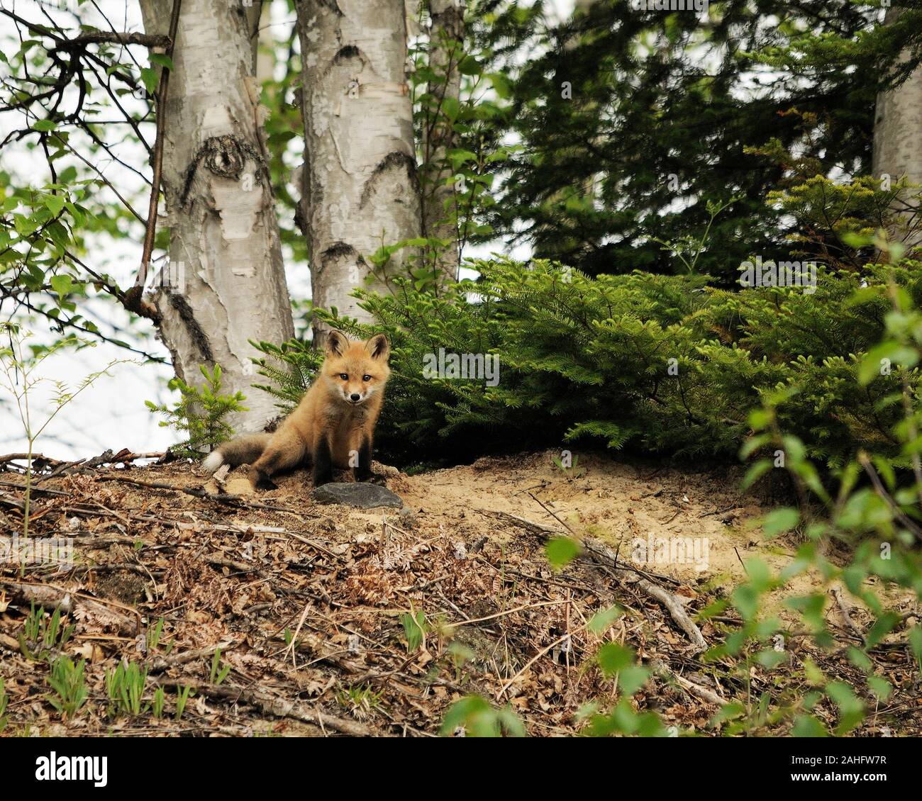 Red Fox Baby Tier close-up Profil anzeigen im Wald in seiner Umgebung und Umwelt Anzeige gelblich roten Fell, Körper, Kopf, Augen, Ohren, Nase, Stockfoto