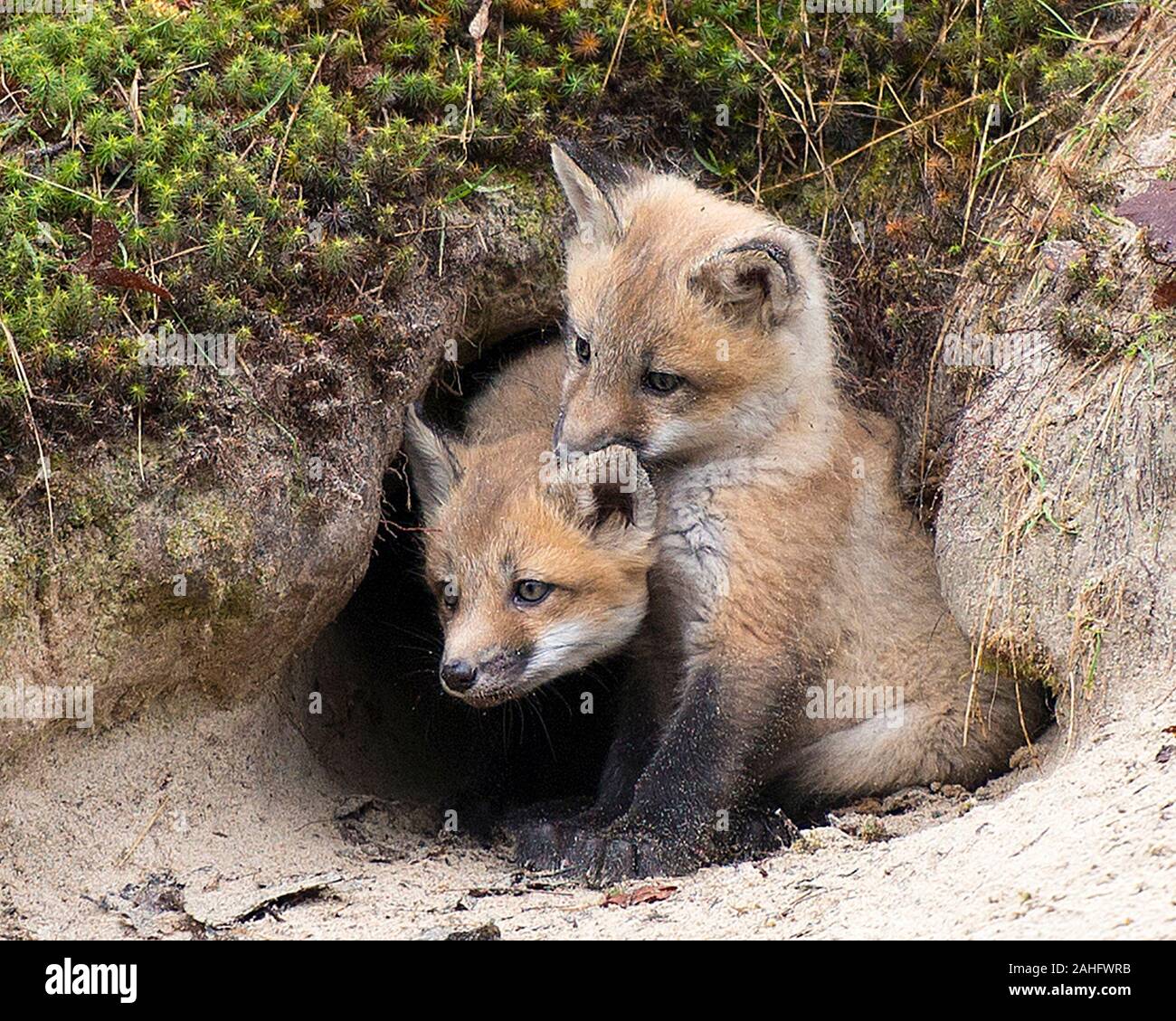 Fox Red Fox Baby Tier kit Füchse im Wald genießen die Umgebung und Umwelt während ihrer Körper, Kopf, Augen, Ohren, Nase, Pfoten, Schwanz. Stockfoto